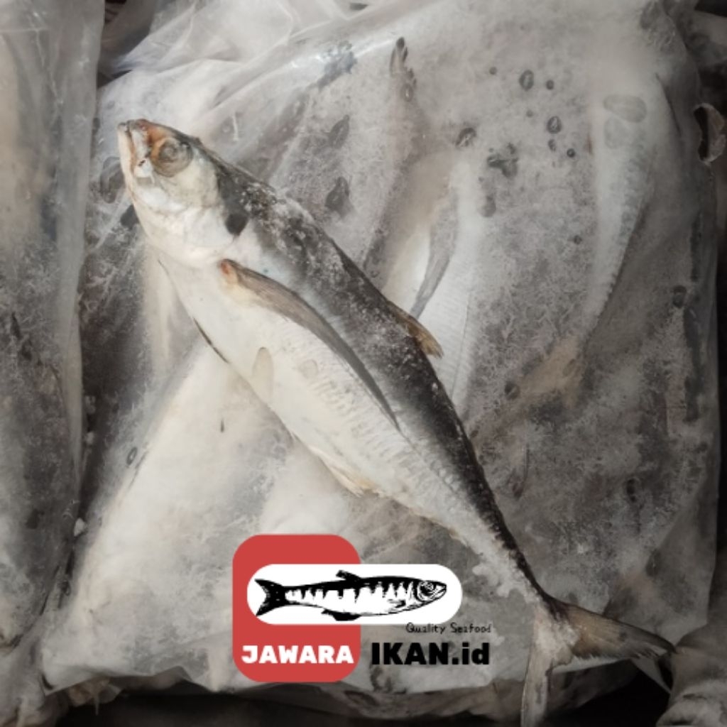 

Ikan Tengkek / Ikan Untuk Somay / Ikan Untuk Empek-Empek