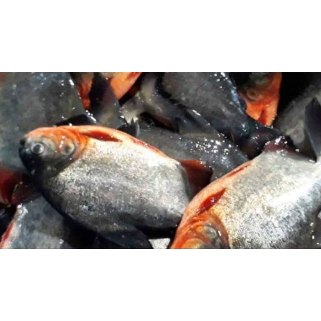

ikan bawal merah besar segar