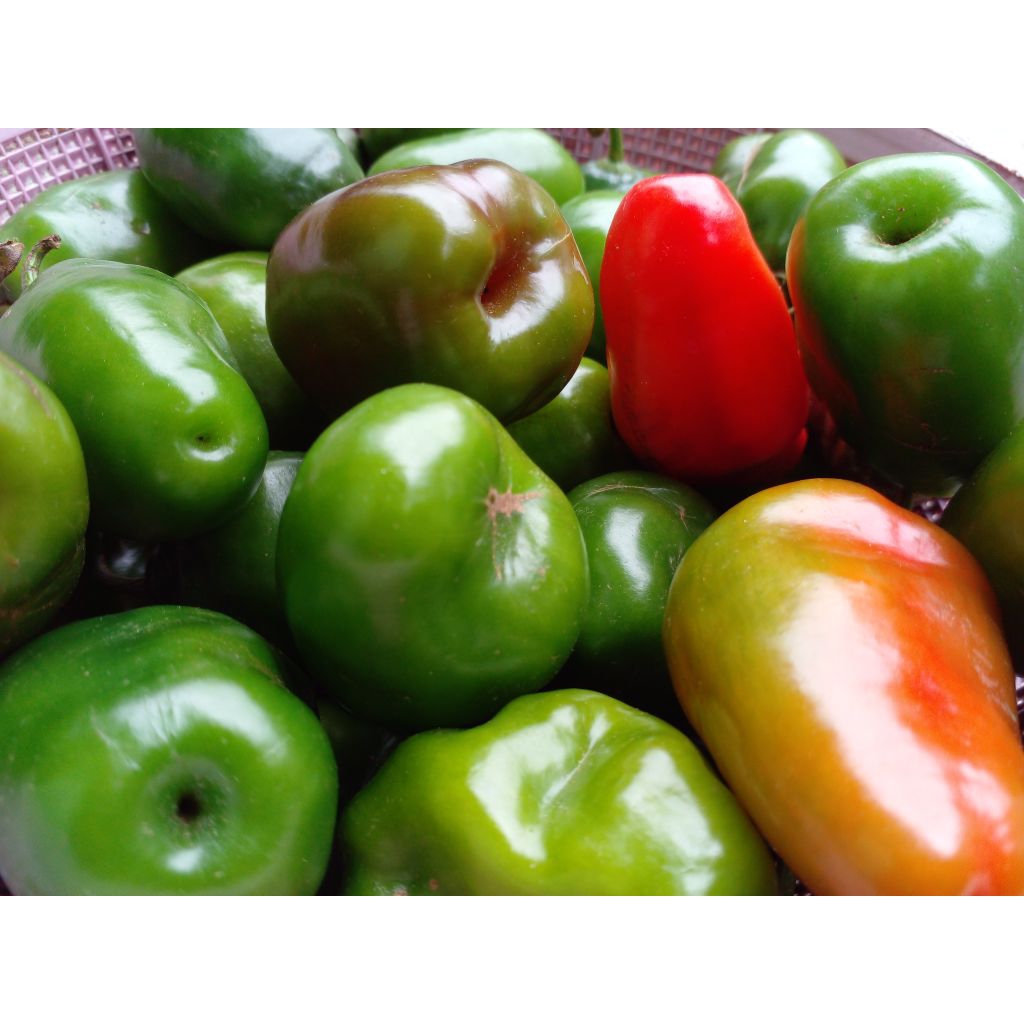 

CABAI GENDOT / CABE DIENG WONOSOBO