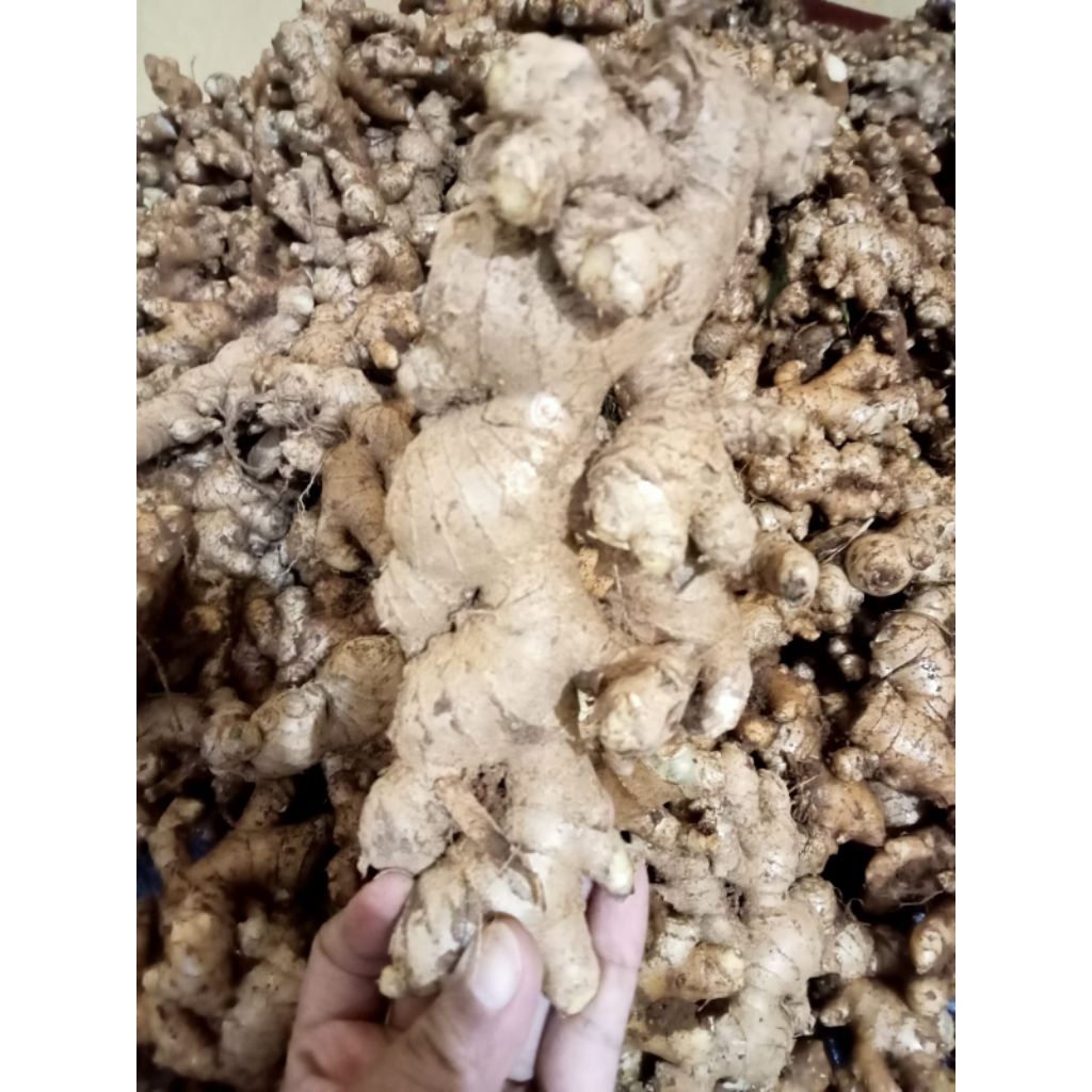 

jahe Madur super 1 kg 25000