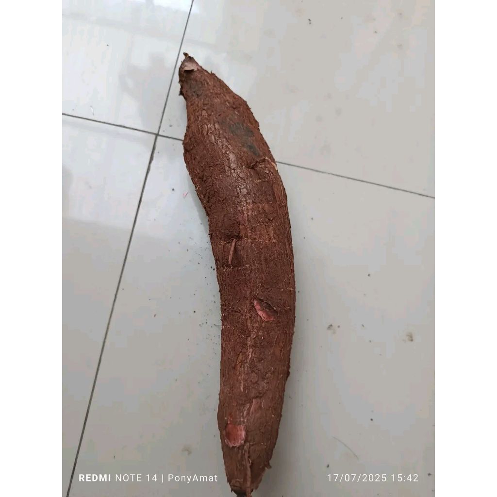 

singkong remuy singkong mentah 1 kg hanya 12 rebu