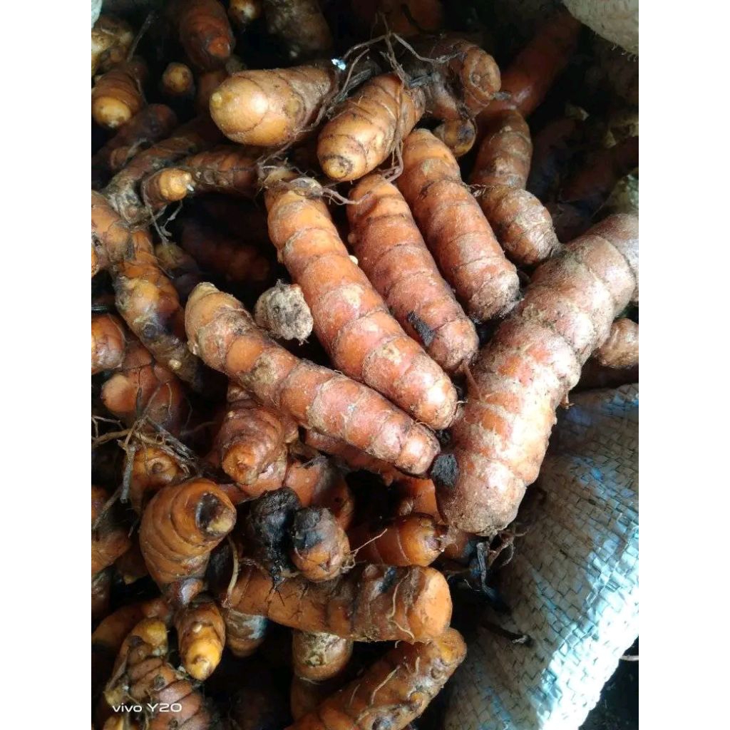 

kunyit segar murah 1kg 5000