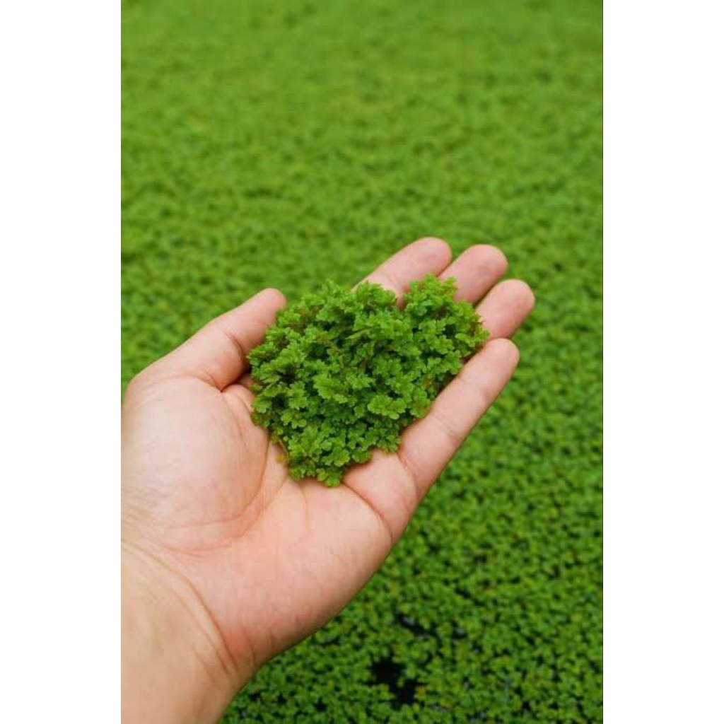 

azolla super 1 kg