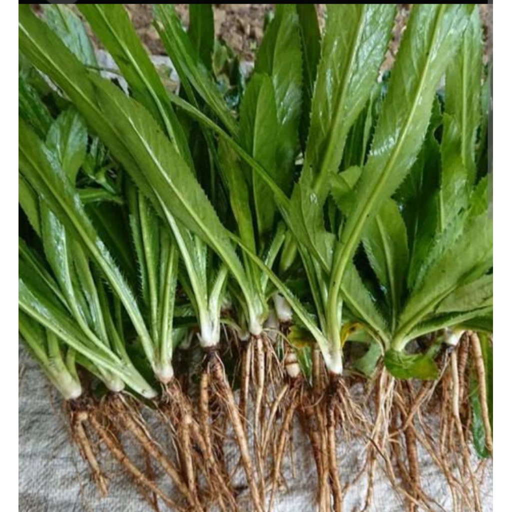 

daun walang sengit plus akar isi 12 pohon, bisa untuk bibit