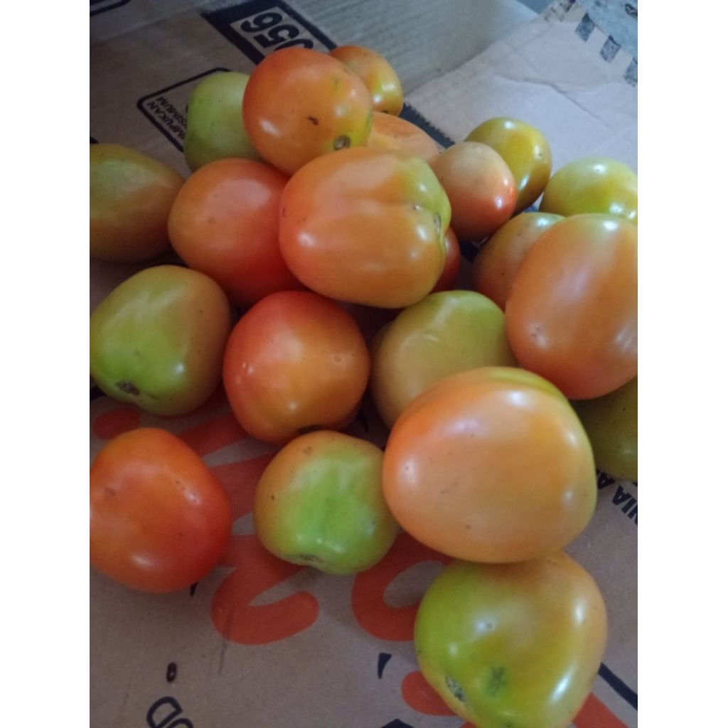 

1kg tomat fresh dari kediri