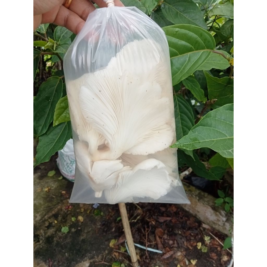 

jamur fress ready siap krim