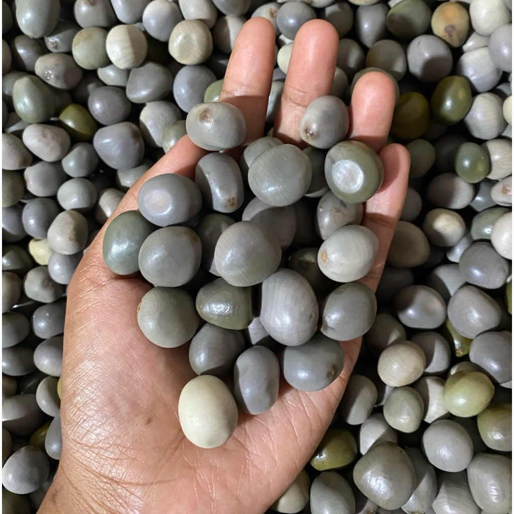 

500 gr biji kalaloyang, gorek, paring betung