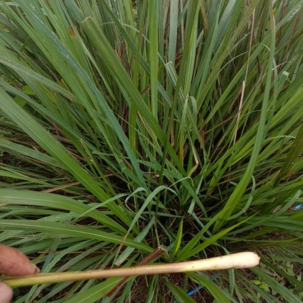 

sᥱrᥱһ sᥱgᥲr ᥲsᥣі ძᥲrі ᥲᥣᥲm 500gr