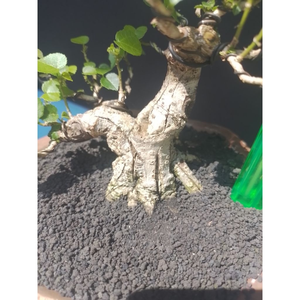 Bonsai Waru Lokal Hibicus Tiliaceus