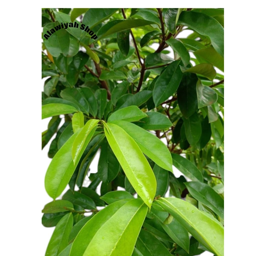 

Daun Sirsak Segar 250 Gram