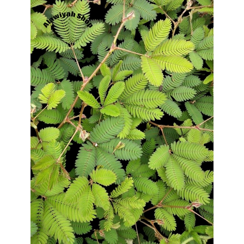 

Daun Putri Malu Segar Flus Akar 250 Gram