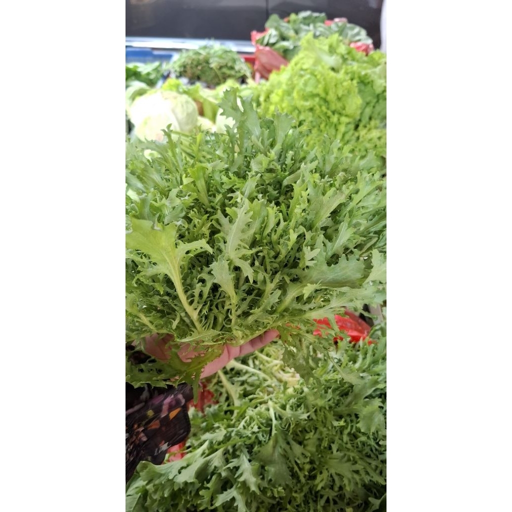 

Selada Endive / Andewi - 250gr / 500gr / 1kg