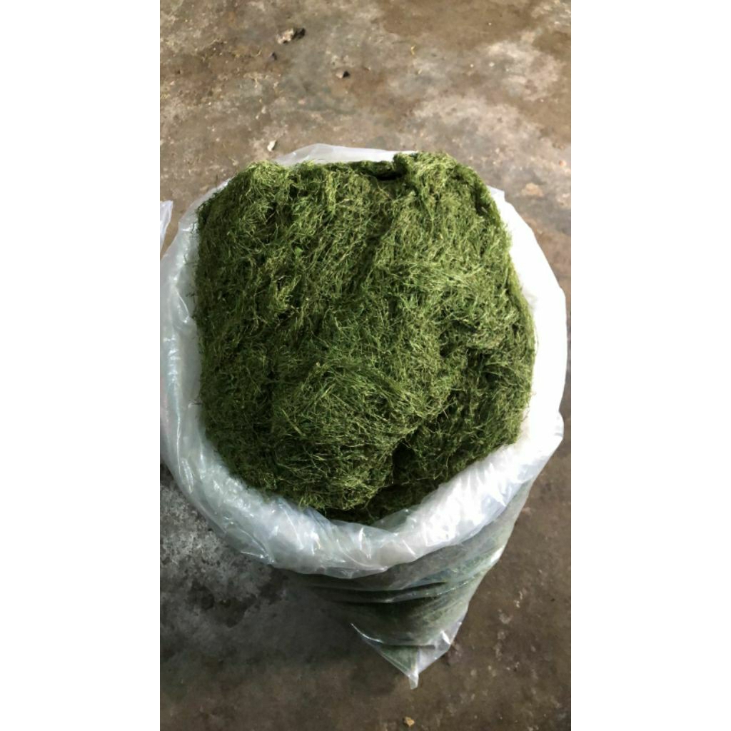 

Dauun Lumut irisan halus 250 gram