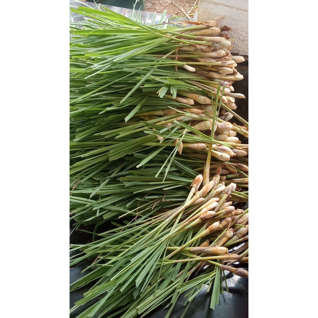 

sereh, bumbu dapur rempah, herbal