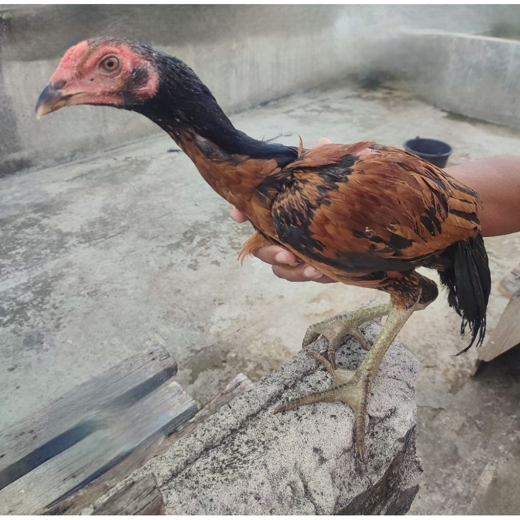 

Ayam Kampung Hidup / Potong, Ayam Jago (Instant / Sameday)