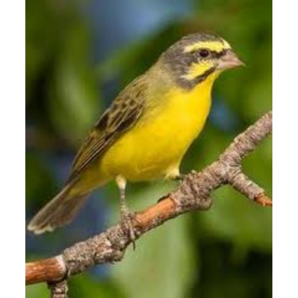 MOZAMBIK 100% JANTAN ASLI(SI KECIL WARNA CANTIK IMPOR AFRIKA)