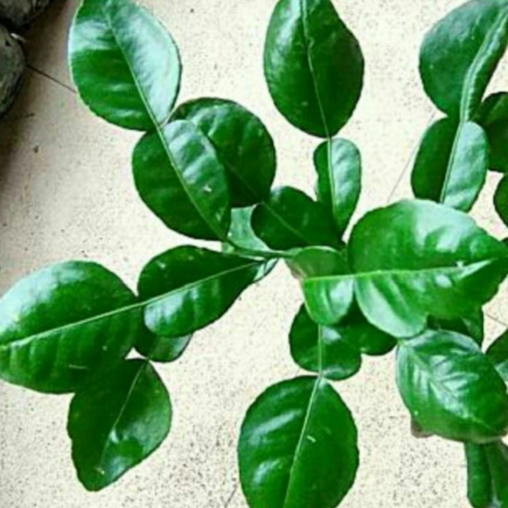 

daun jeruk purut segar rempah bumbu dapur bumbu masak bumbu sambal pecel petik kebun sendiri 50 gram