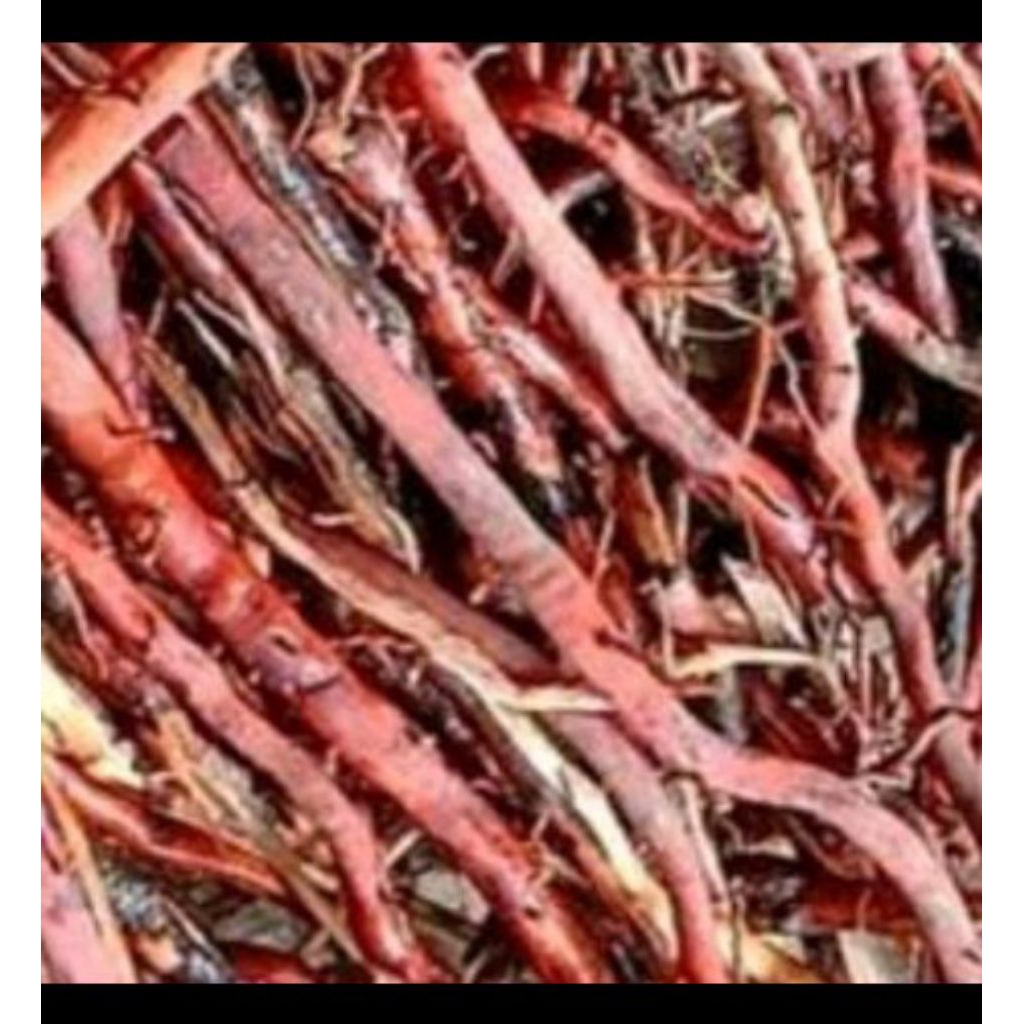 

Ready Akar Kelapa Hijau 500gram Segar Fresh Alami