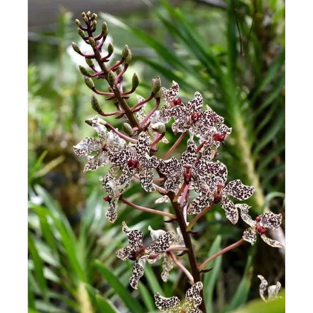 Anggrek Grammatophyllum Wallisi