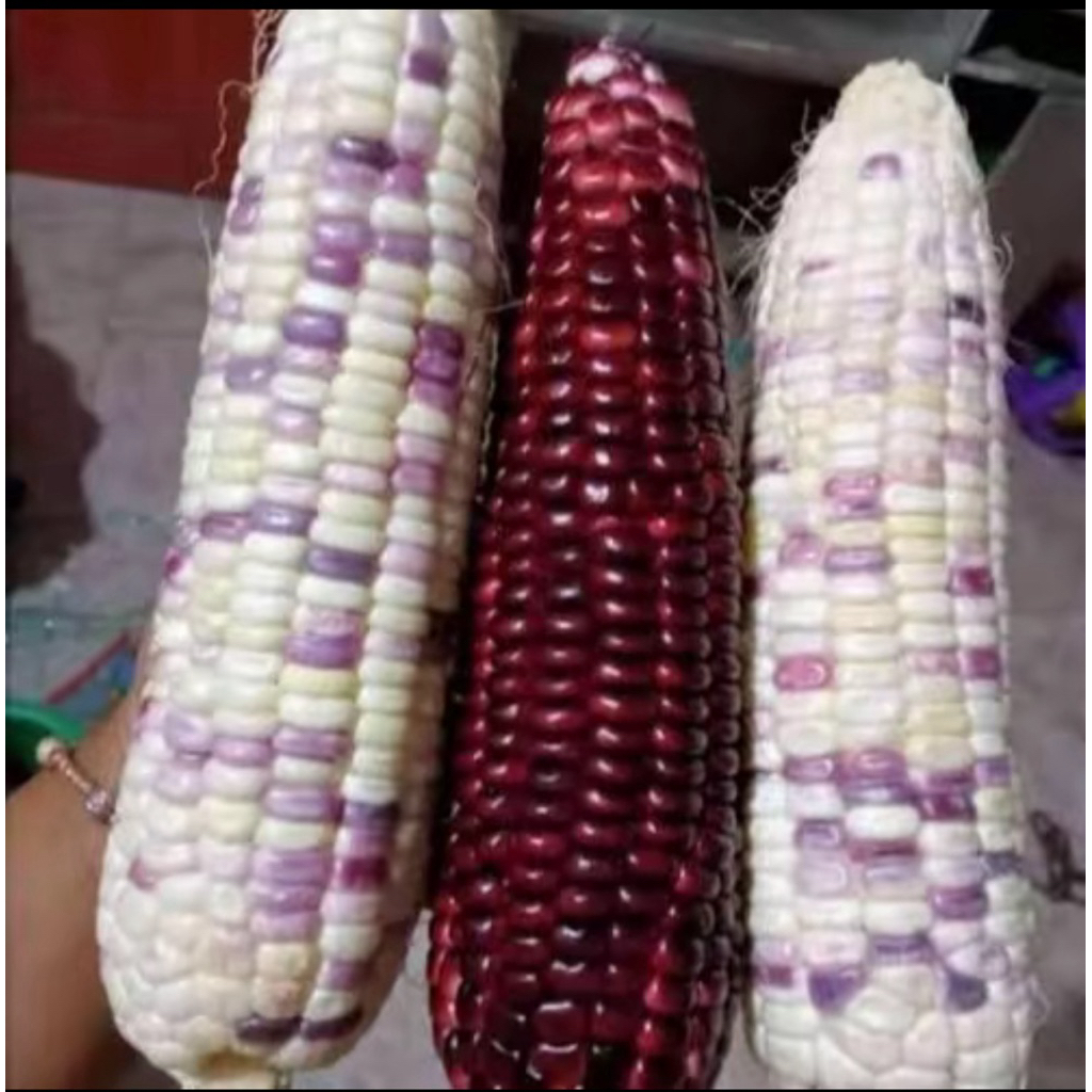 

jagung ketan pulen enak manis