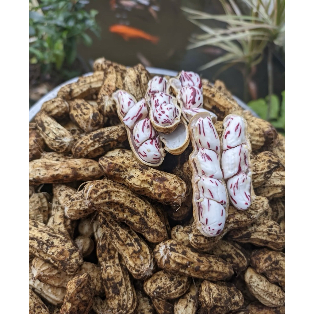 

KACANG TANAH LURIK PULEN