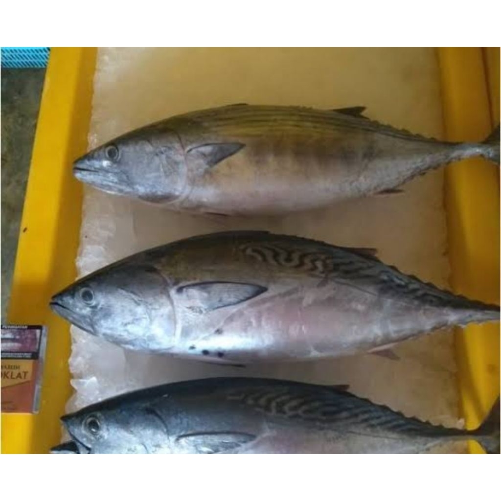

Ikan tongkol putih 1000gram