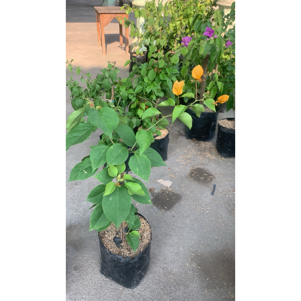 bougenville golden ras