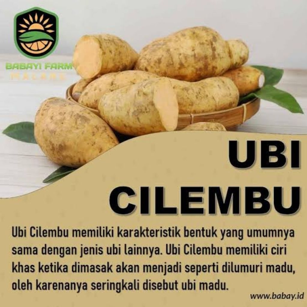 

Ubi Cilembu atau Ubi Madu 1 kilo