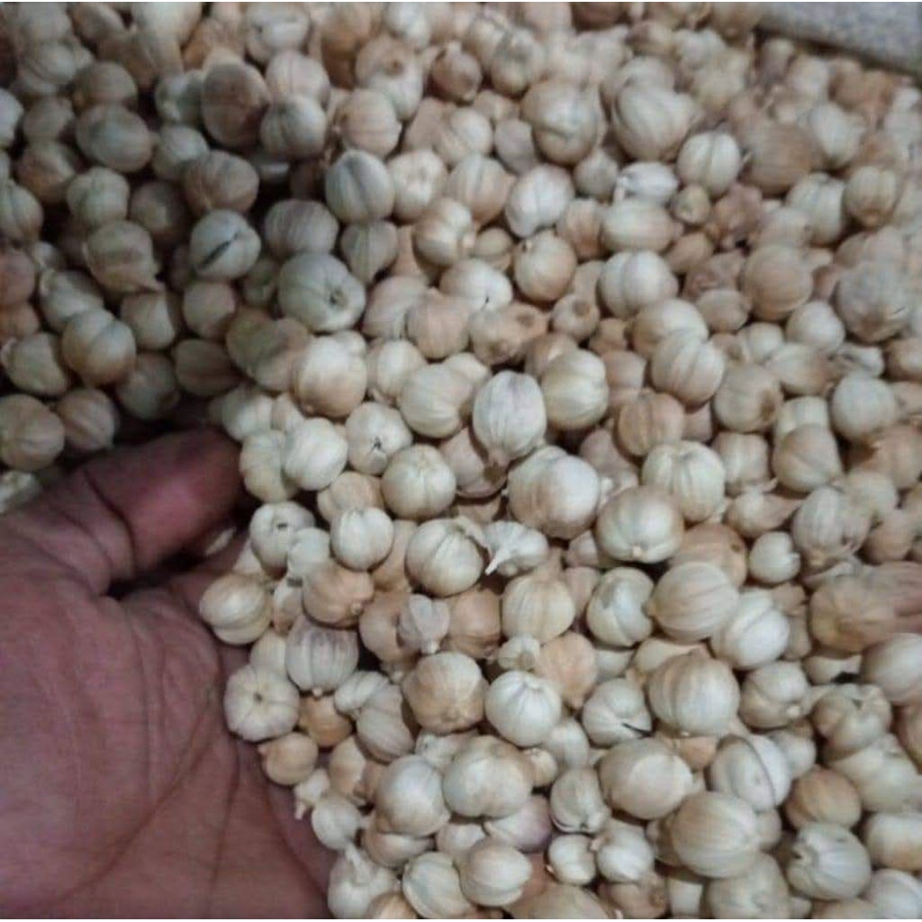 

kapolaga atau kapol kering bersih