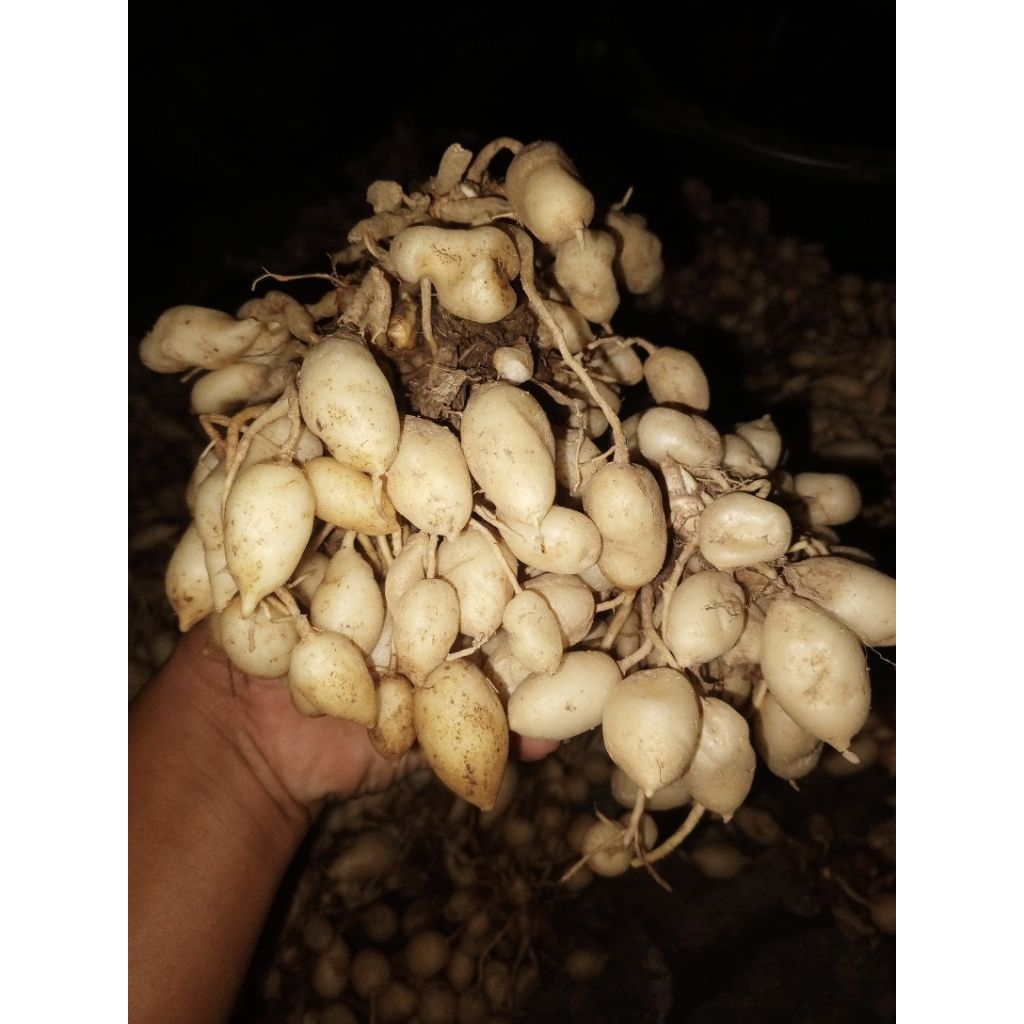 

Kunyit Putih Gombyok 1 Kg Segar Dari Petani