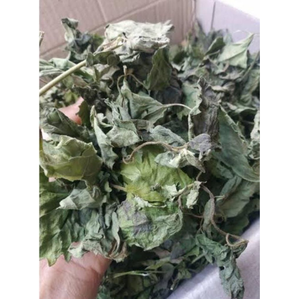 

Balakacida Enye Enye Kering 250 Gram Obat Herbal Murah Asli