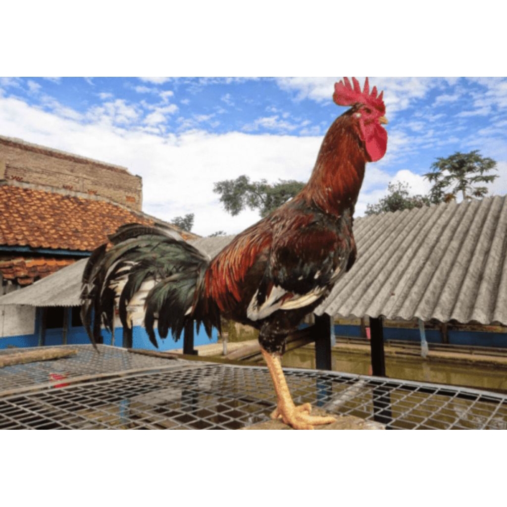 

telur fertil ayam pelung siap d tetaskan