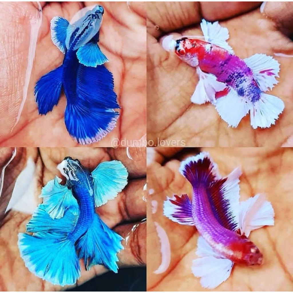 cupang big ear isi 4 ekor bagus bagus, kualitas terbaik, jantan semua istimewa