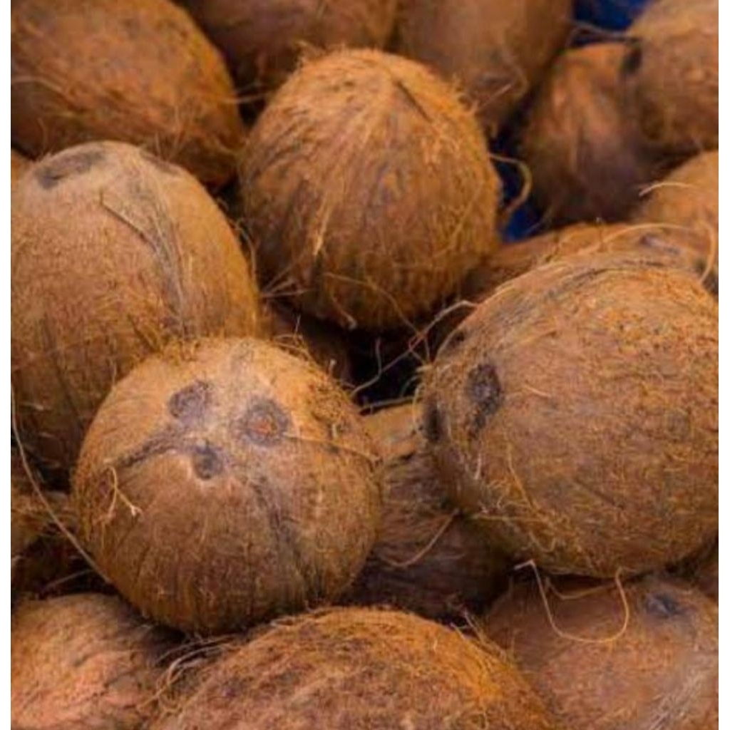 

Kelapa tua fres 3 buah