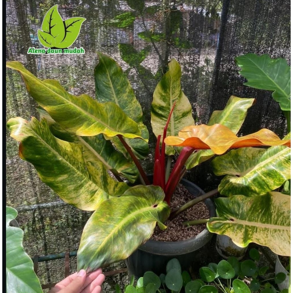 tanaman hias phillo orange juice