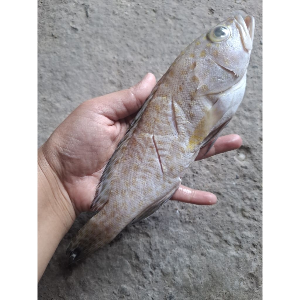 

ikan kerapu fresh (froozen) Berat kurleb 300 gr isi 2-3 ekor