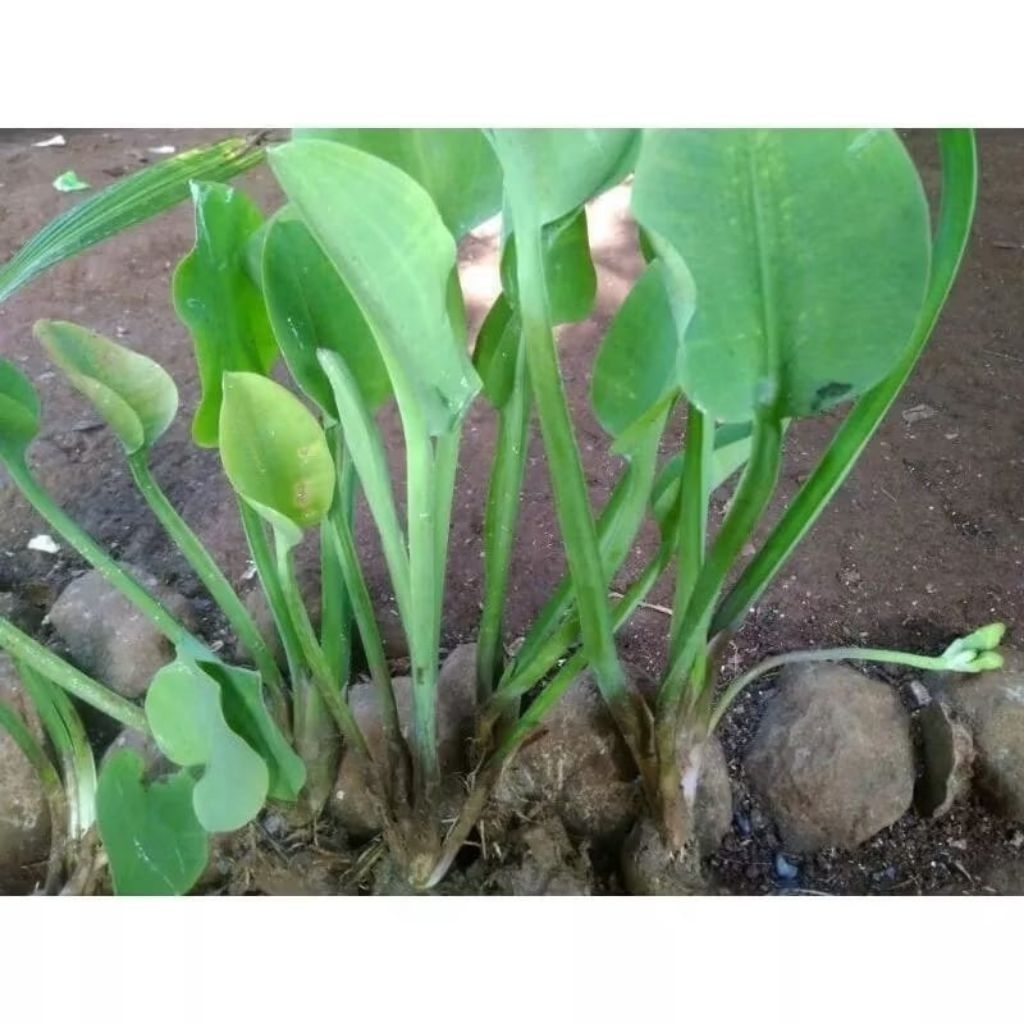 Ready Bibit genjer / Genjer sawah/ Bibit genjer gendot sawah