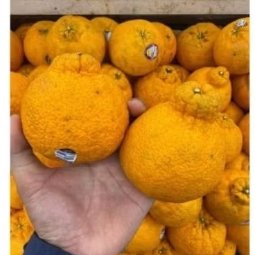 

Buah jeruk dekopon Australia manis segar bulir banyak air 1kg