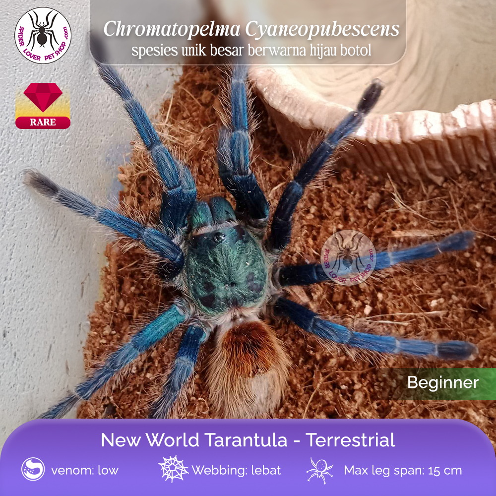 TARANTULA CHROMATOPELMA CYANEOPUBESCENS/ GBB - JUVIE / GREEN BOTTLE BLUE TARANTULA