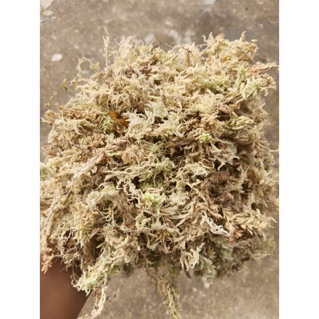 Spagnum moss/Moss putih 1kg