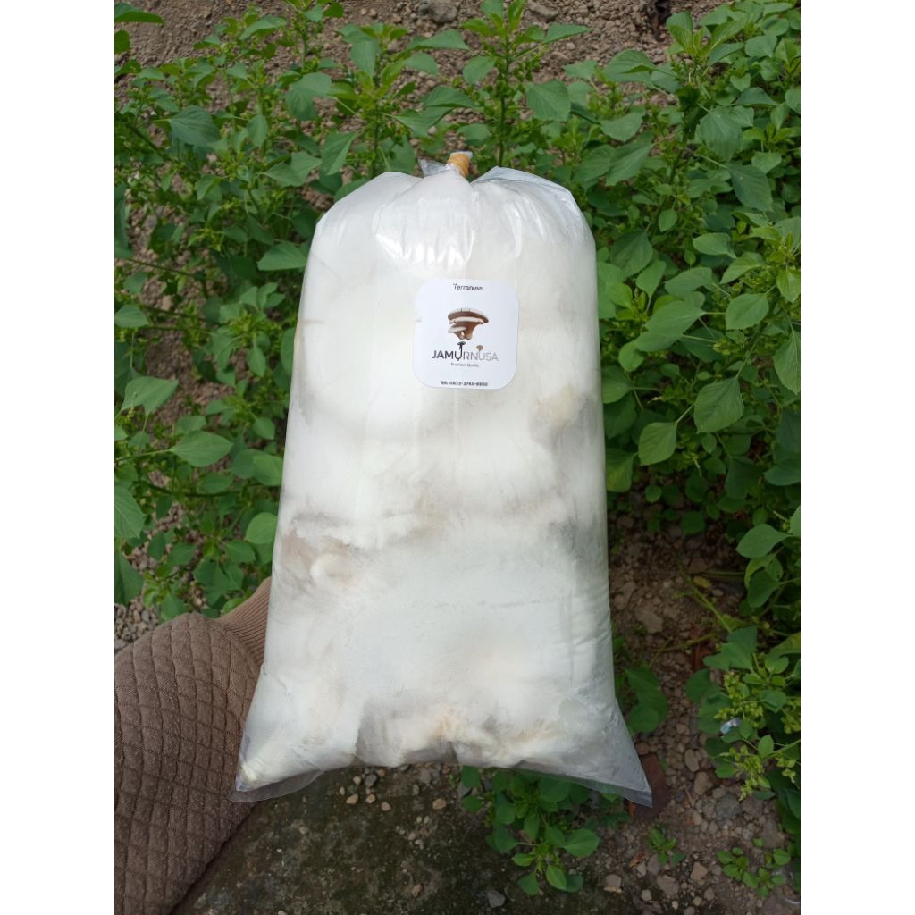 

JAMUR PUTIH | JAMUR TIRAM