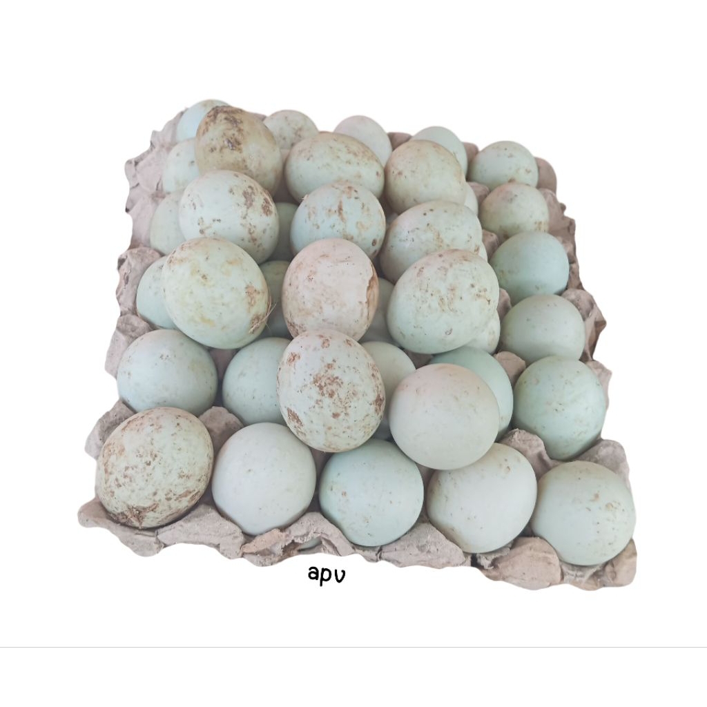 

telur bebek mentah 6 butir fresh