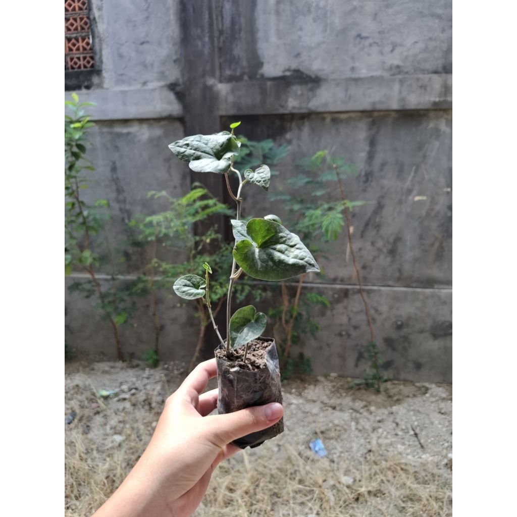 Bibit cabe jamu cabe jawa bisa COD bayar ditempat