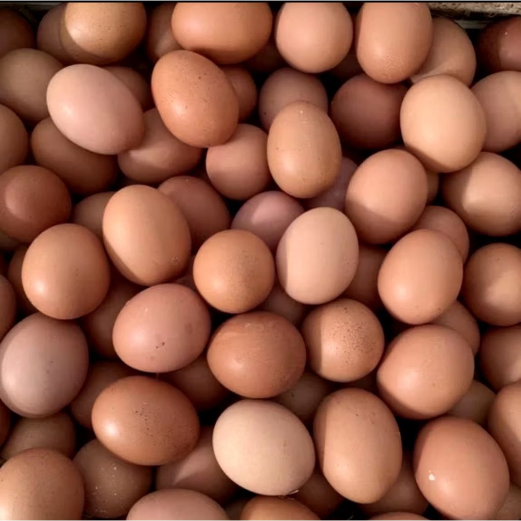 

TELUR AYAM NEGRI FRESH 1KG , 3KG , 5KG ( INSTAN )