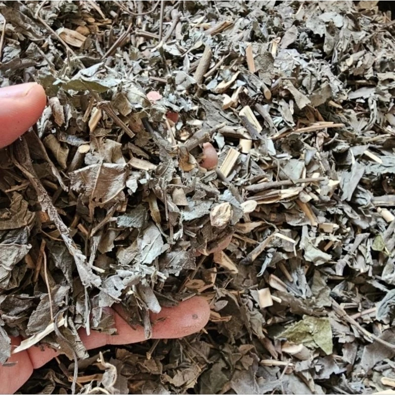 

Daun Keji Beling Kering Keji Beling Asli Herbal Tradisional