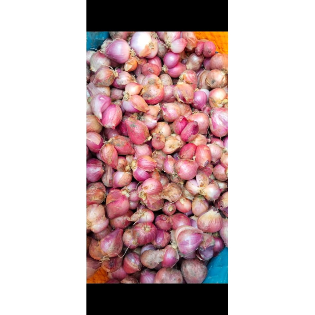 

Bawang Merah, Super & Besar asli KEBUMEN