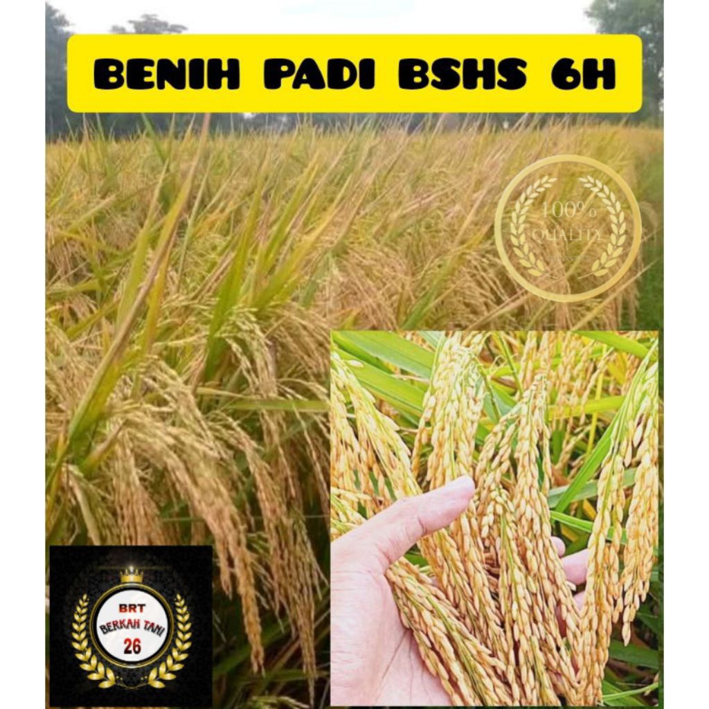 Benih Padi BSHS 6H Kemasan 5KG