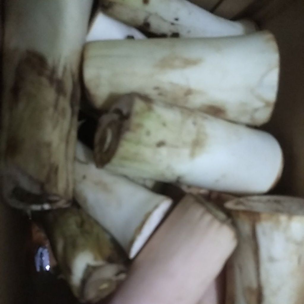 

Sayur Lompong Bentul Talas segar