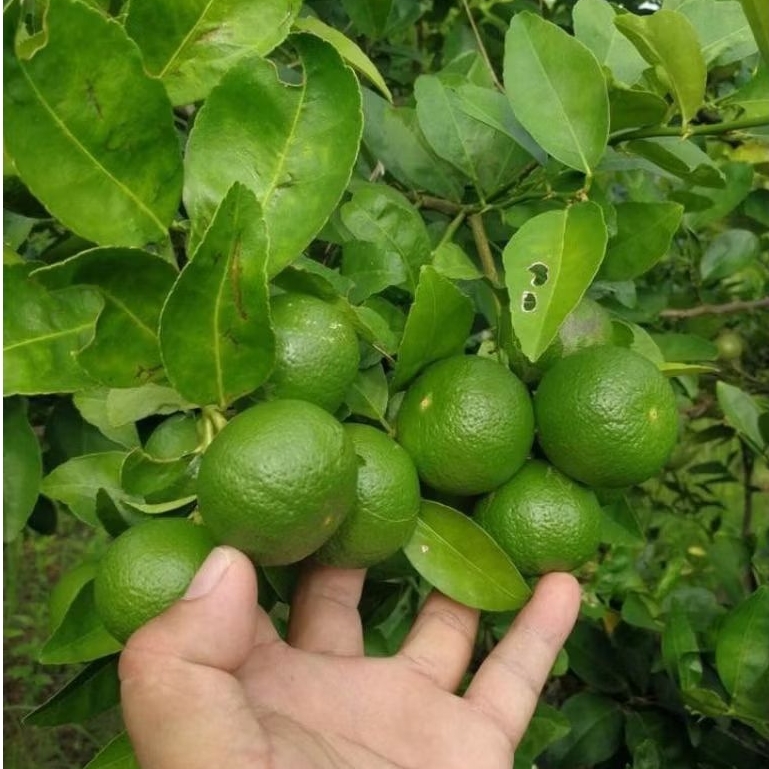 

Jeruk Purut Segar Langsung Petik dari Pohon – Aromatik Alami untuk Bumbu Dapur/1kg