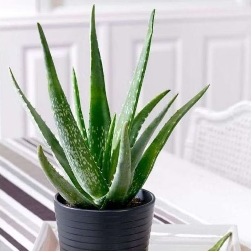 Tanaman hias lidah buaya - tanaman bunga lidah buaya